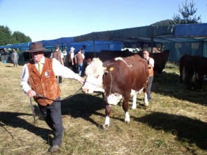 L'occasion de découvrir ou redécouvrir les modes d'élevages et les races bovines