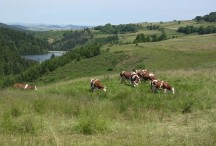 Elevage bovin sur la commune