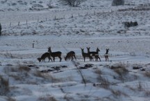 Le gibier dans les environs coucouronnais